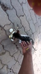 stray cats She is dying of hunger, her body can hardly bear her weight.😓😥😢