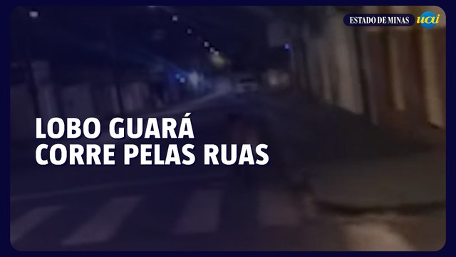 Lobo-guará é flagrado correndo pelas ruas de Uberlândia