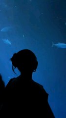 The part of California was so stunning and so many fun little thing to do ✨🤍 such a relaxing and beautiful weekend trip I highly recommend ! #montereybay #bigsur #vacation #carmelbythesea #fyp