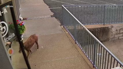 Dog Disappears from Home to Take Risky 1 Mile Journey to Visit His BFFs At Doggy Daycare