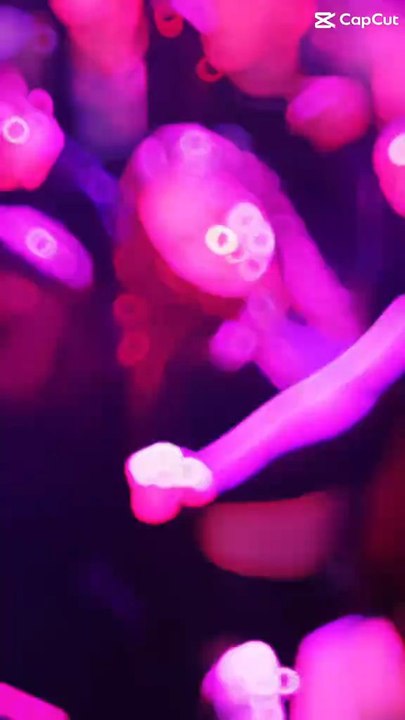 night dance