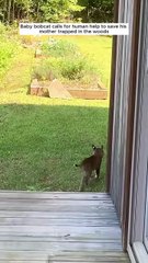 Baby bobcat call for human help to save his mother trapped in thr woods