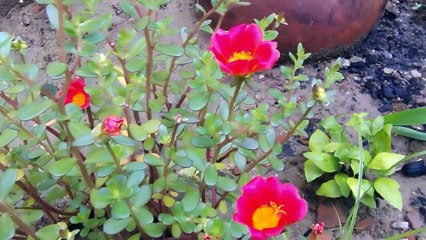 "Beautiful Flowers in Full Bloom 🌸 | Nature’s Stunning Beauty"