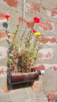 #_Best_Plant_Pot_Tips for Healthy Plants and beautiful look| Beautiful Flowers in Full Bloom 🌸 | Nature’s Stunning Beauty