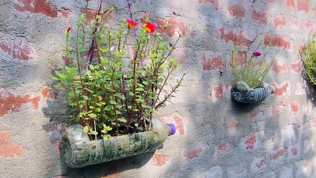 #_Best_Plant_Pot_Tips for Healthy Plants and beautiful look| Beautiful Flowers in Full Bloom 🌸 | Nature’s Stunning Beauty