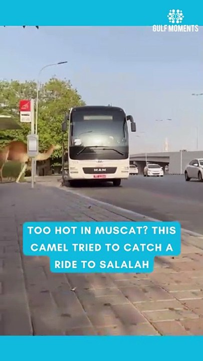 Animals wants also trip