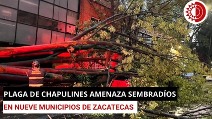Sobrevive a caída de árbol en CDMX durante fuerte tormenta