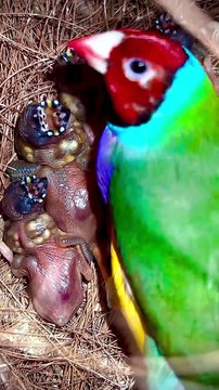 Lady Gouldian Finch Chicks🤩🤩🤩 _birds _bird _nature _aviary _aves(MP4)