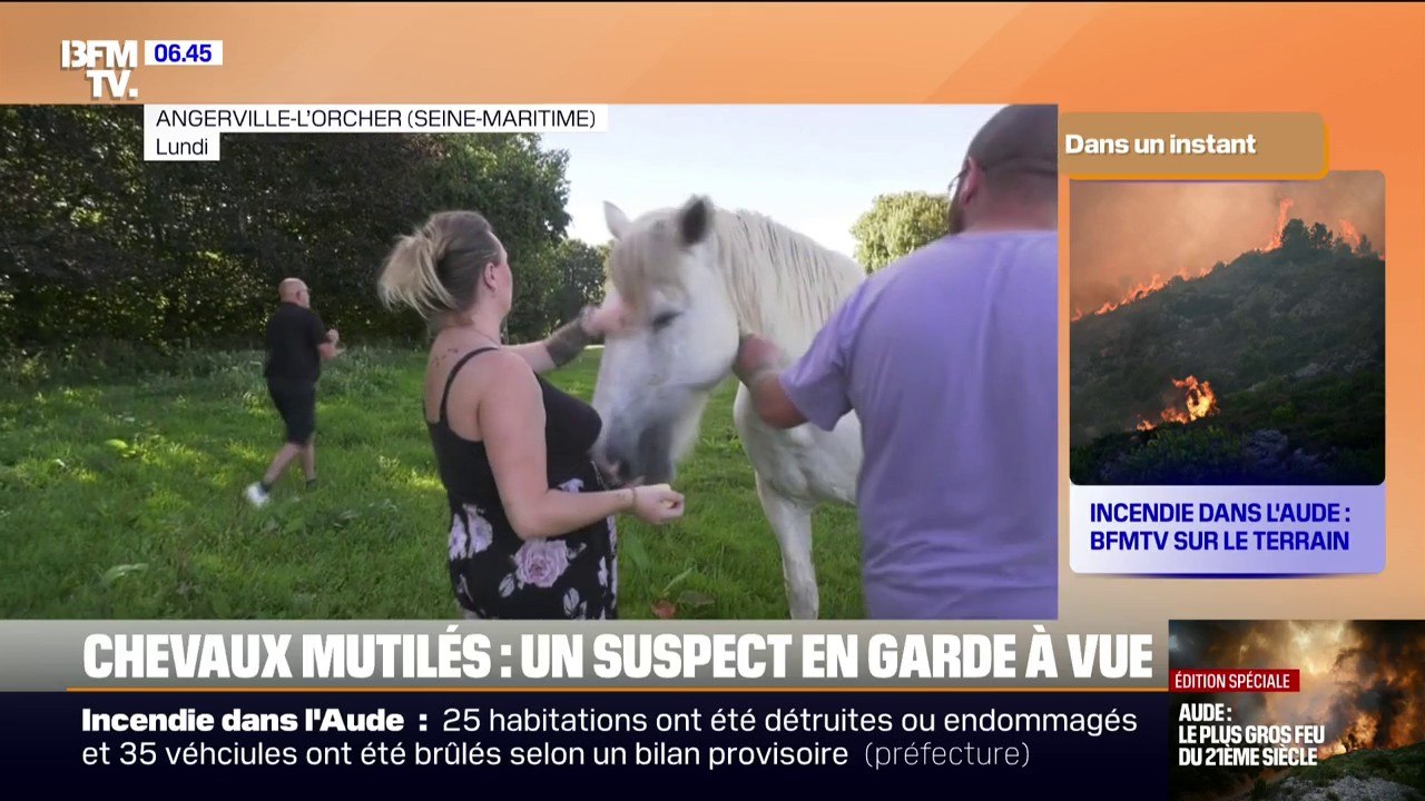 Chevaux mutilés près du Havre: une personne placée en garde à vue