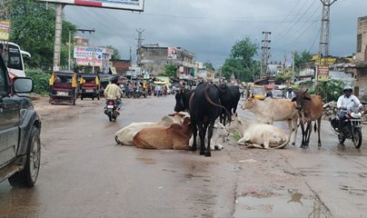 सड़कों पर गोवंश का जमावड़ा, टकराने से दुर्घटना की रहती आशंका