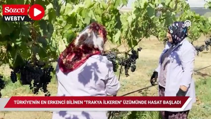 Hasadı başladı, erkenciliği ile öne çıkıyor: 40 ton rekolte bekleniyor