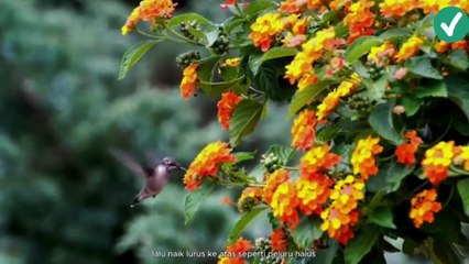 Keajaiban burung kolibri, part 3