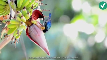 Keajaiban burung kolibri, part 4