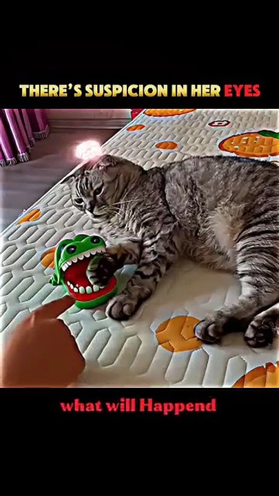 Genius Cat Reflex kinG 🧠