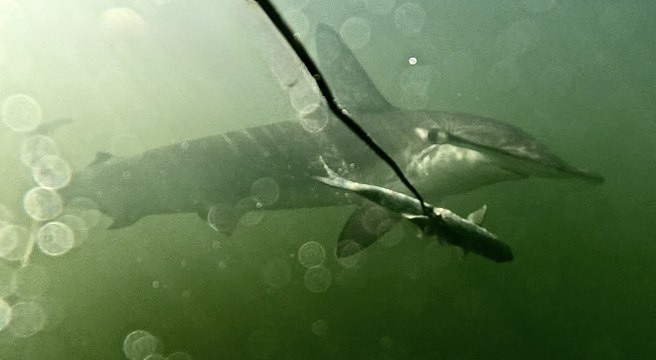 Jaw-dropping footage shows hammerhead shark snacking at Lake Macquarie
