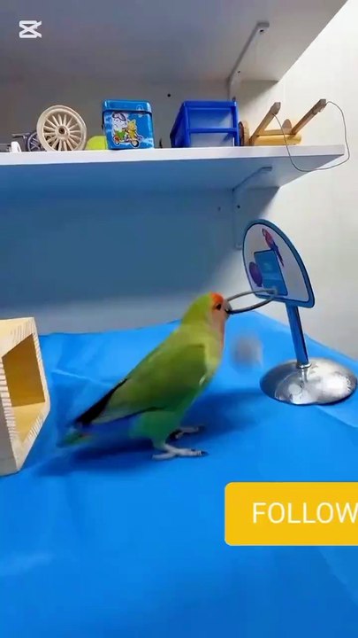 cute parrot fun video