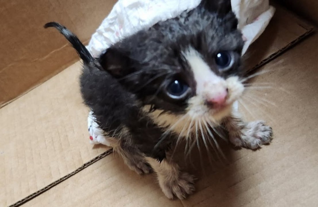 Kitten rescued from vehicle engine compartment