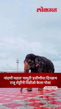 ‘माधुरी’ची नांदणी मठात कशी काळजी घेतली जायची राजू शेट्टींनी विडीओ आणला समोर