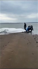 A strong tide stranded five beluga whales on the shore of Kamchatka_ Russia. Local fishermen rushed