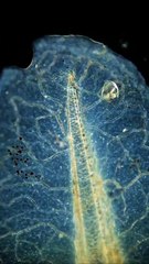 A tadpoles tail under a microscope