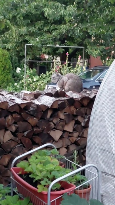 Security Cat On Duty 🐾 Nothing Escapes Her Watch! #cutecat #funnycat #shorts #funnyshorts