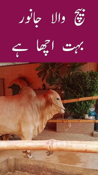 Center Wala Janwar Bohat ACHA hy😊