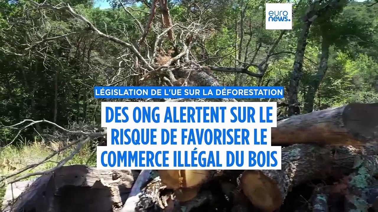 Loi sur la déforestation de l'UE : des modifications qui pourraient favoriser le trafic illégal 