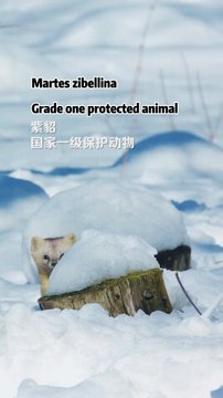 Coltivazione naturale con animali | Agricoltura organica senza pesticidi