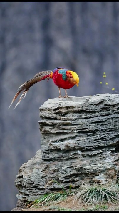 L’agriculture naturelle avec les vaches et les ânes | Méthodes durables