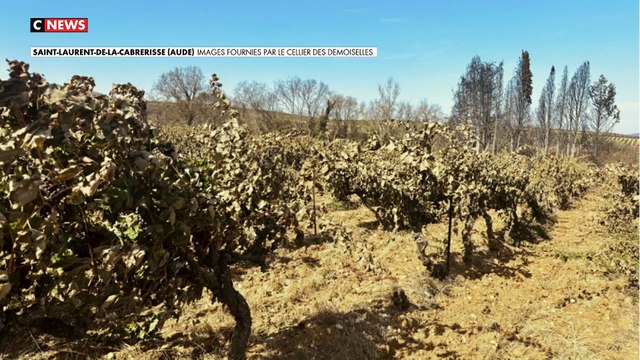 Incendie dans l’Aude - Les salariés d’un domaine viticole, impuissants face à l’avancée des flammes, obligés de quitter les lieux: On a perdu 80% des vignes - VIDEO