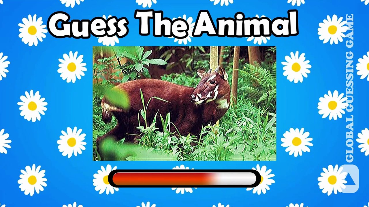 Discover the Secrets of the Wild Creature! | Identify the Animal | Creature Quiz | Wild Animal