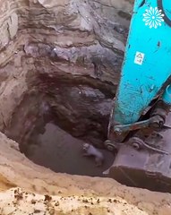 Using excavator to rescue dog that fell into a ditch🐶