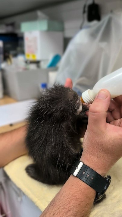 Blackpool Zoo keepers save the life of adorable newborn porcupine called Dougie