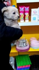 M0208046_Rescue baby dog on the road rescue animals animalsoftiktok rescue..._part2