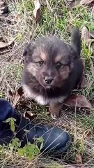 M0208044_Rescue baby dog thrown in bag rescue animals animalsoftiktok re..._part2