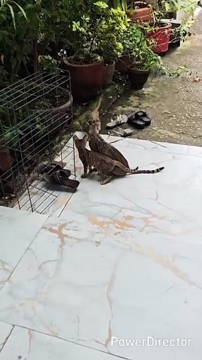 Meowwww