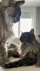 When Love Has Claws: Sibling Drama, Cat Style 😼💕 #love #fight #cats #shorts #funnycats