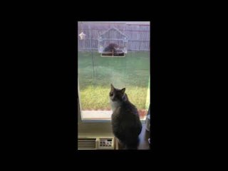 Cat Falls Off Table While Reaching For Bird