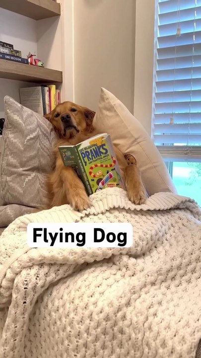 This Golden Retriever Just Broke the Internet 😂| #usa #america #dog #golden #usadog