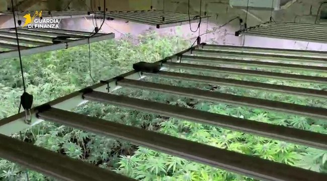 Piantagione di marijuana con allaccio elettrico abusivo: arrestato uomo con il Reddito di Inclusione (07.08.25)