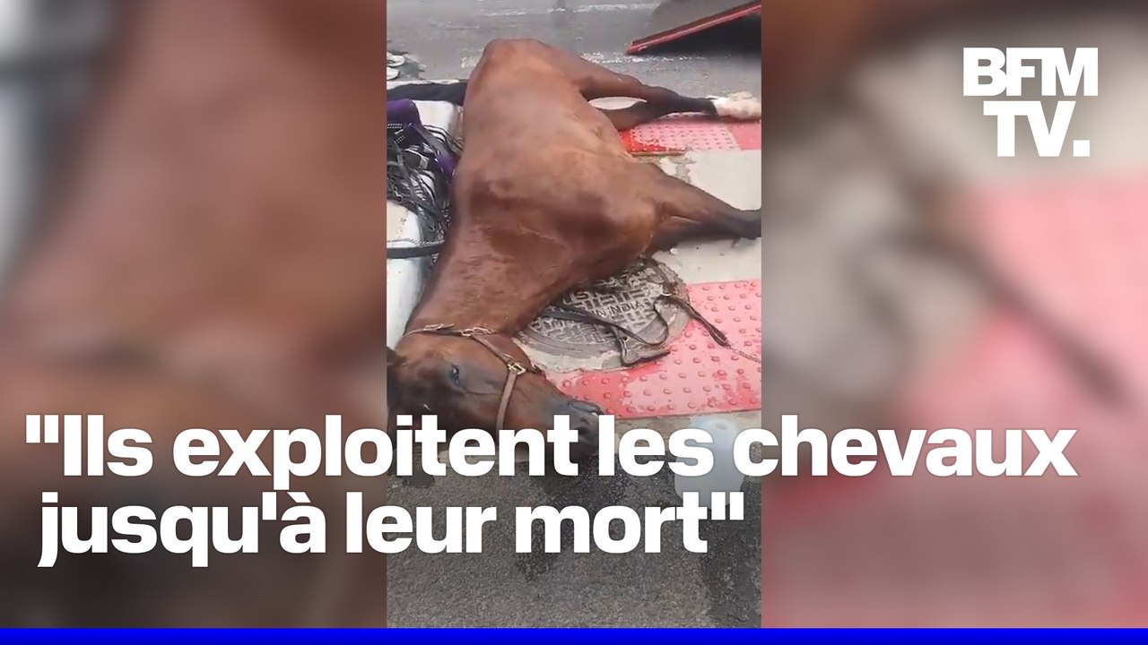 New York: un cheval s'effondre et meurt en pleine rue alors qu'il tractait une calèche de touristes
