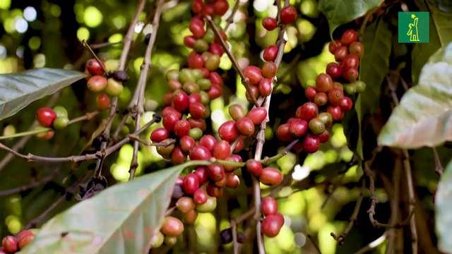 La relación entre EEUU y Brasil se tensa con aranceles del 50% y recurso ante OMC