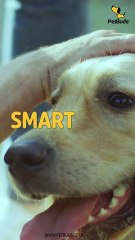 Tough Toys for Tough Pups: The Best Indestructible Dog Toys