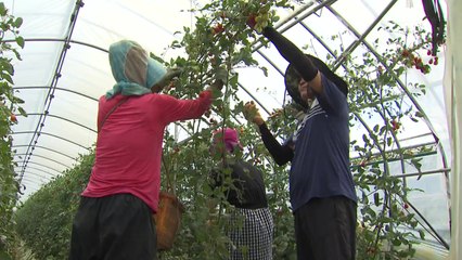 [충북] 폭염 대응에 재난기금 3억 원 투입...6개 시군 교부 / YTN