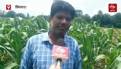 कॉर्न सिटी में एक सप्ताह से सूखा, बारिश न होने से चिंता में डूबे किसान