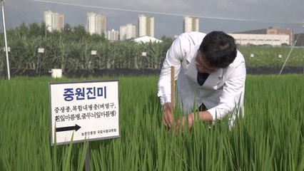 [녹색] 밥맛 좋고 병해충 강한 '중원진미', 공공비축미 선정 / YTN