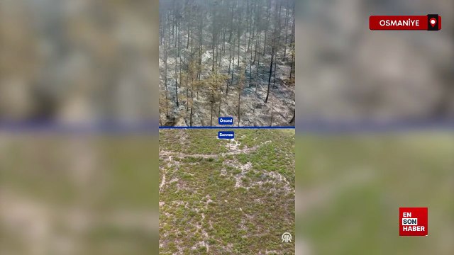 Osmaniye'de 4 yıl önce yanan alanlar, dikilen fidanlarla yeniden yeşerdi