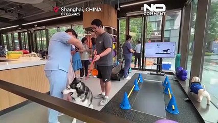 Shanghai launches China’s first fitness centre for dogs