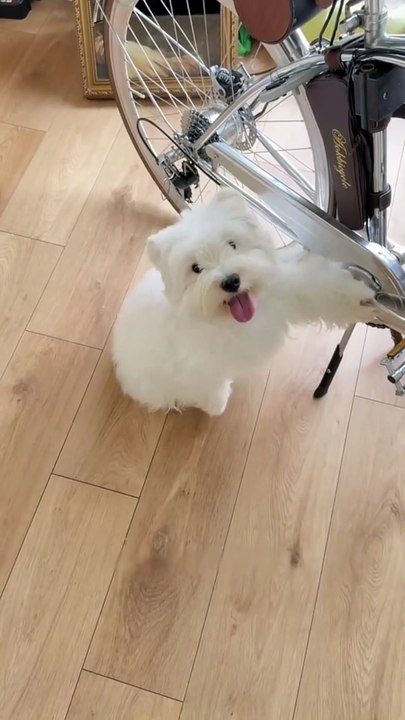 Take the puppy to play in the flowers