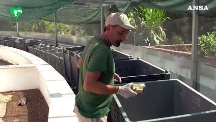 Al Bioparco di Roma sono nate 52 rarissime lucertole delle Eolie